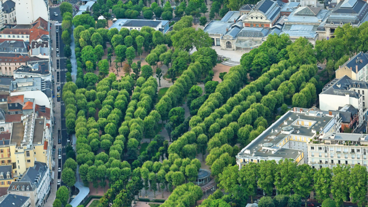 Notre Priorit C Est De Sauver Ces Arbres L Abattage Des Arbres