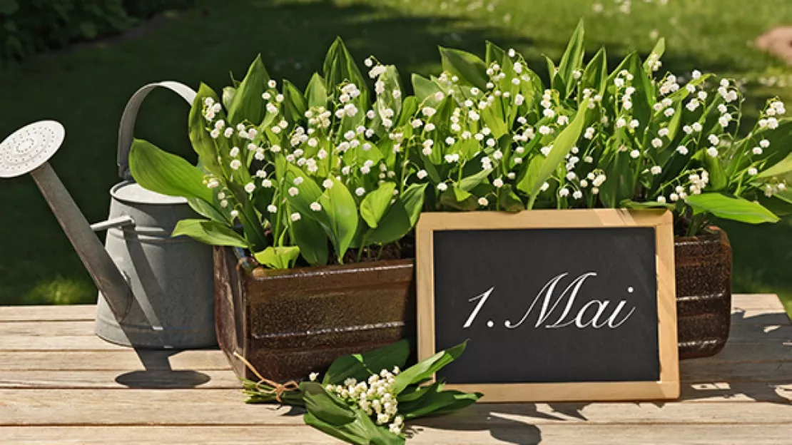 Cohade : Vente de fleurs, plants et muguet