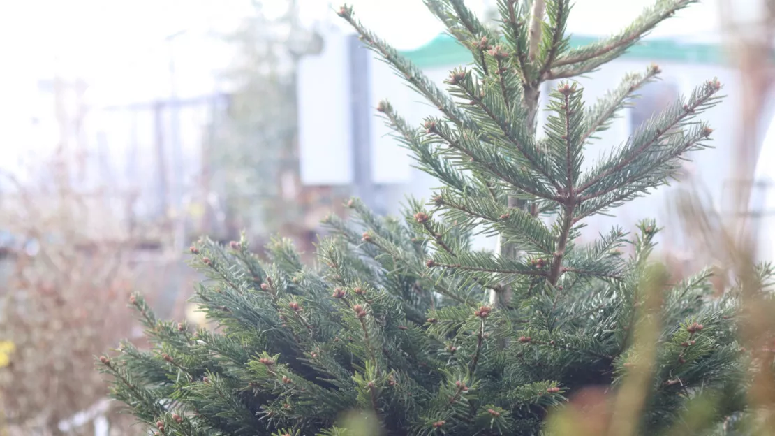 Après les fêtes, où se débarrasser de votre sapin de Noël à Clermont-Ferrand ?