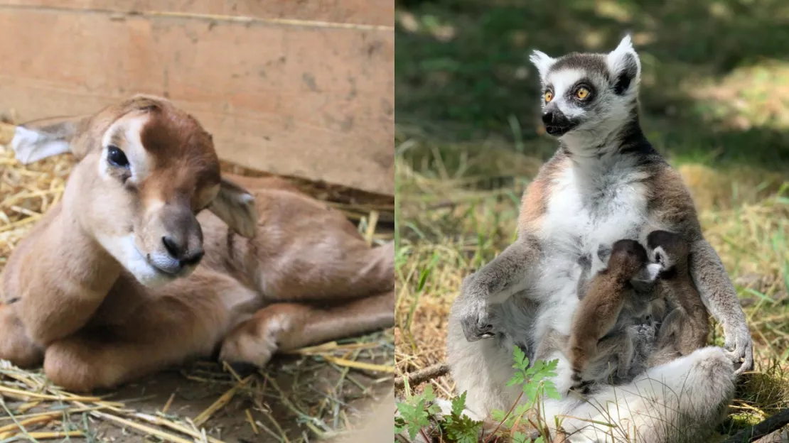 PHOTOS. Ardes-sur-Couze (63) : le Parc Animalier d’Auvergne accueille quatre nouveau-nés