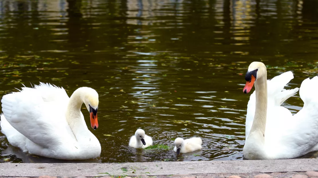 "C'est affreux" : des Clermontois choqués par la disparition des cygnes du Jardin Lecoq