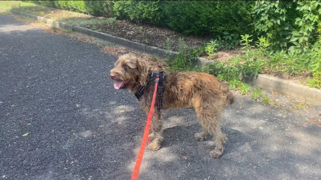 Coussinets brûlés, déshydratation... Comment prendre soin de son chien pendant les fortes chaleurs ?