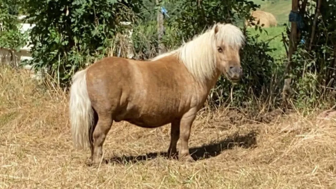 Chassagne (63) : un poney porté disparu depuis dix jours, la piste du vol envisagé