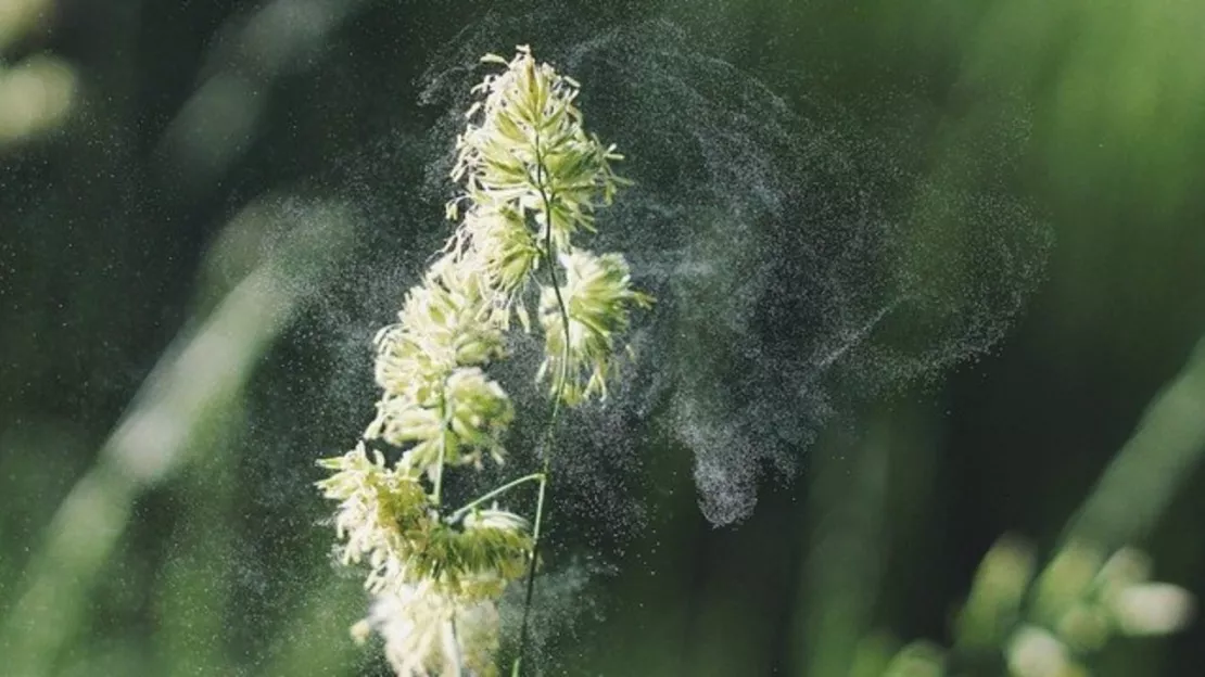 L'Allier et le Puy-de-Dôme placés en alerte rouge au risque d'allergie au pollen d'ambroisie