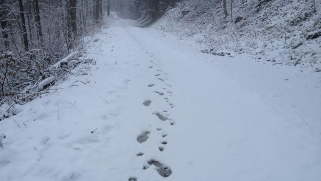 Puy-de-Dôme : les gendarmes retrouvent une disparue grâce à ses traces dans la neige