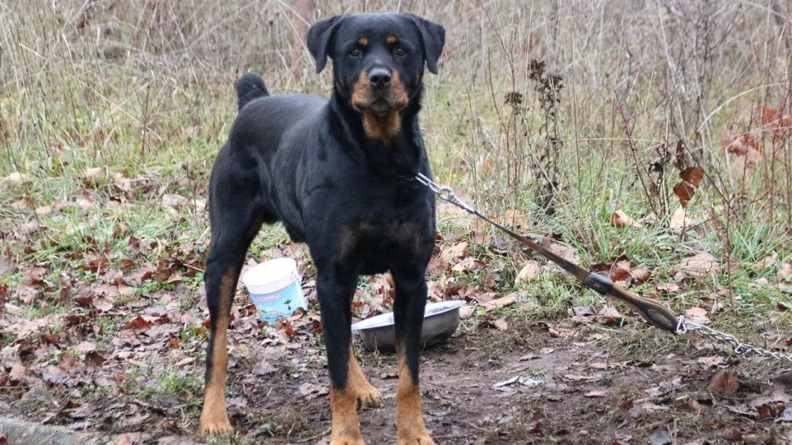 Puy-de-Dôme : une femme mordue par des chiens finit à l’hôpital