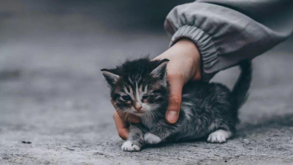 Un Clermontois interpellé pour acte de cruauté envers un chaton, l'APA dépose plainte