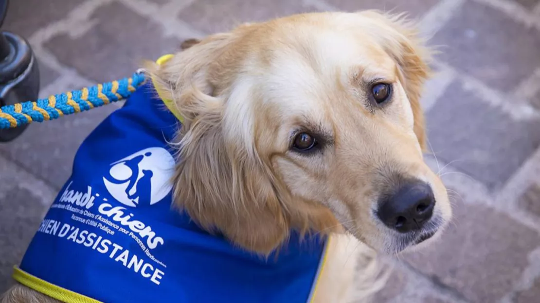 Un collège du Puy-de-Dôme crée une cagnotte pour accueillir un chien d'assistance