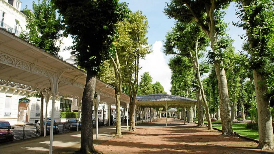 Vichy : Une pétition lancée pour éviter l’abattage d’arbres