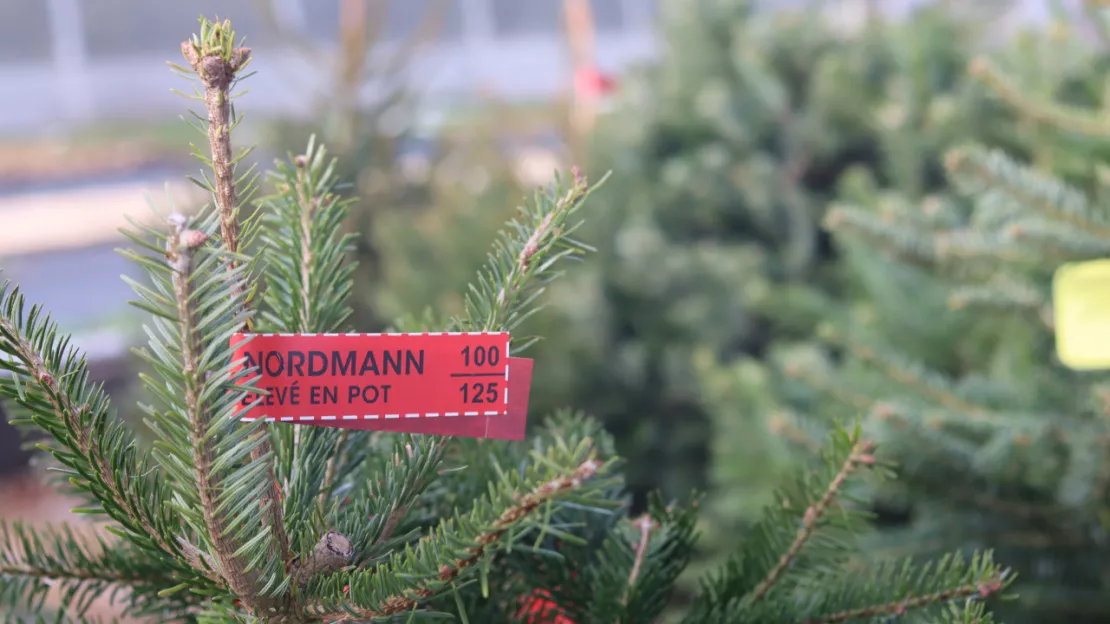 VIDÉO - Nos conseils pour garder votre sapin de Noël plusieurs semaines