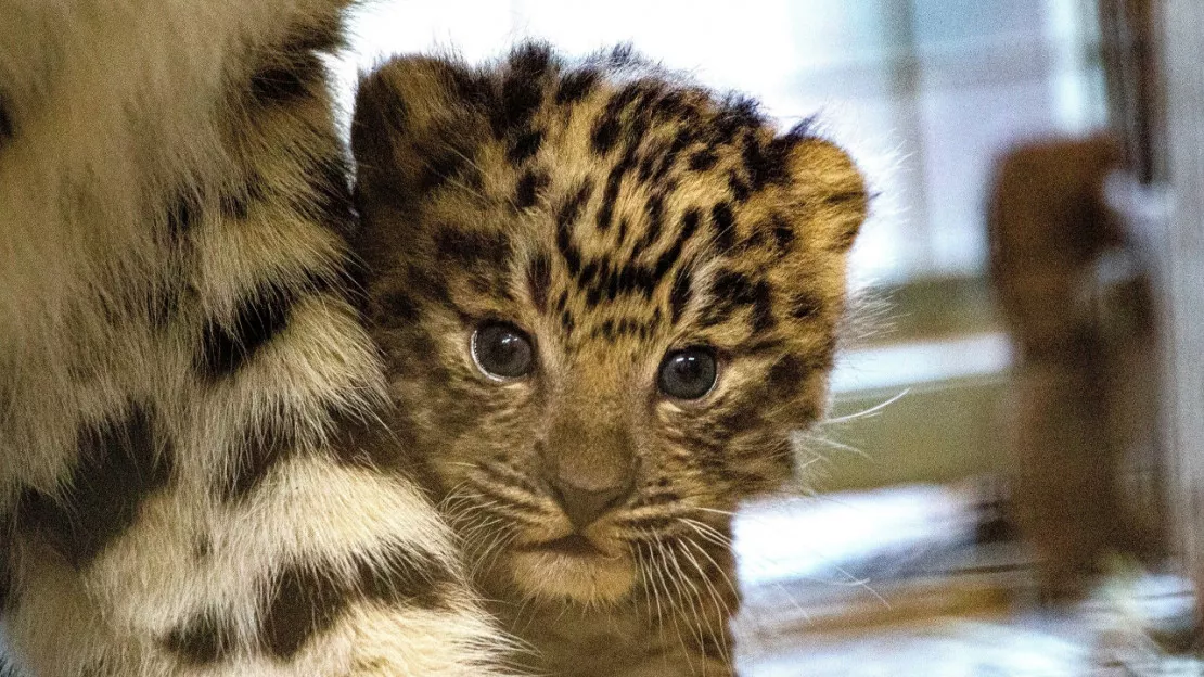 VIDÉOS. Premières images d'une panthère de l'Amour née au Parc Animalier d'Auvergne