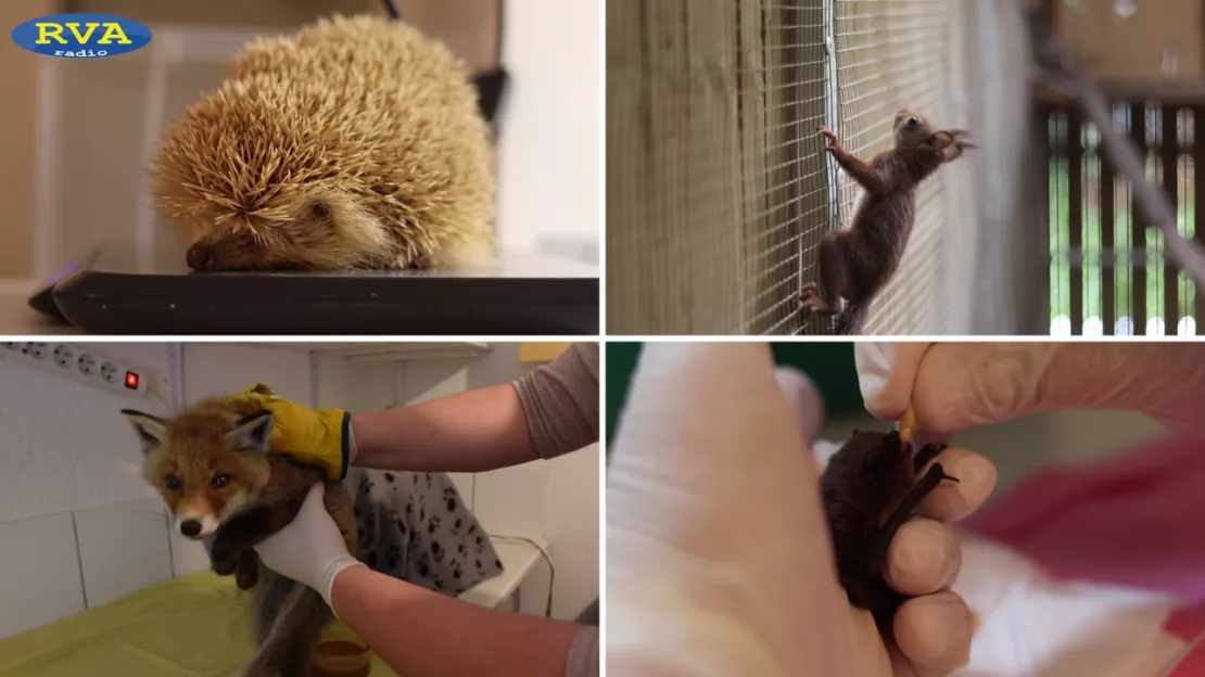 ESCAPADES EN AUVERGNE - A Chamalières (63), Panse-Bête soigne et sauve les animaux sauvages